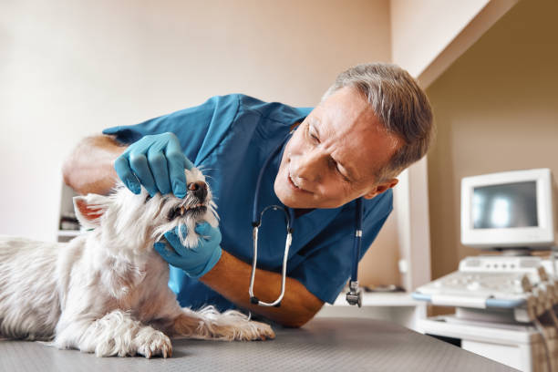 Best Emergency Care for Gum Disease in Mineola, NY